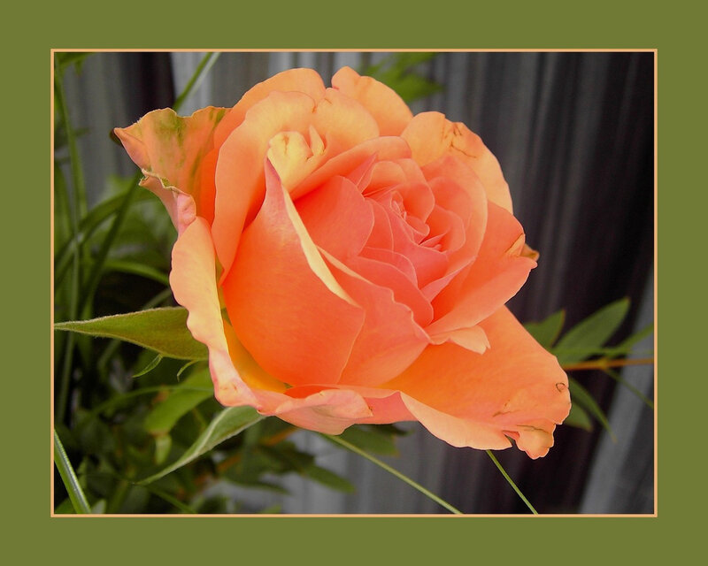 Orange Rose Flower — Calm, Photograph, Green Leaves, Curtain