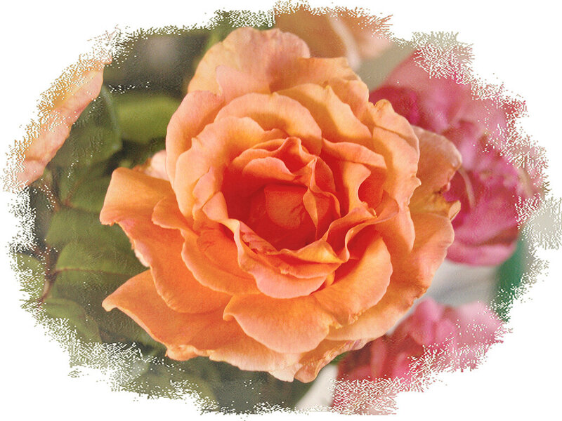 Orange Rose Flower — Calm, Photograph, Green Leaves, Pink Flowers