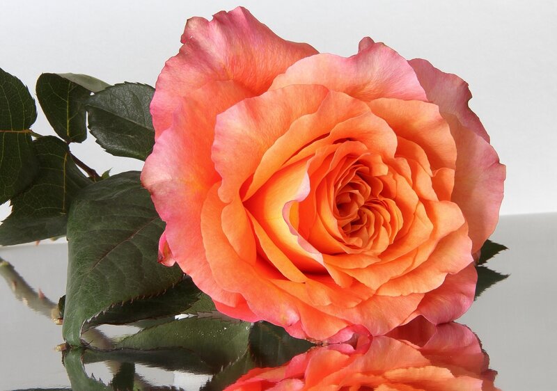 Orange Rose Flower — Calm, Photograph, Green Leaves, Reflection