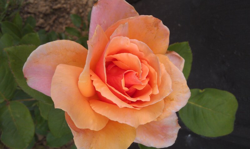 Orange Rose Flower — Calm, Photograph, Green Leaves, Soil