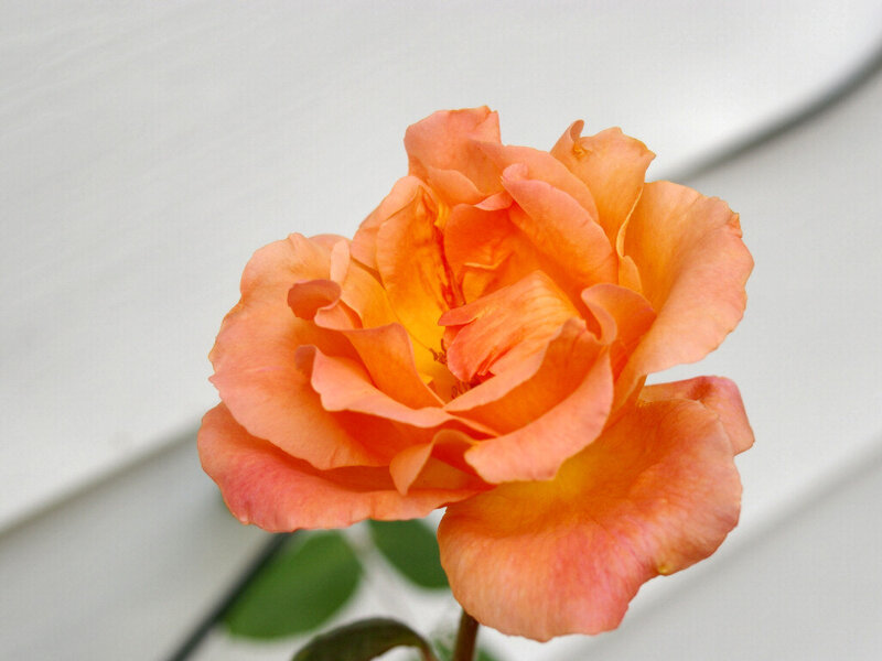 Orange Rose Flower — Calm, Photograph, Green Leaves, White Background