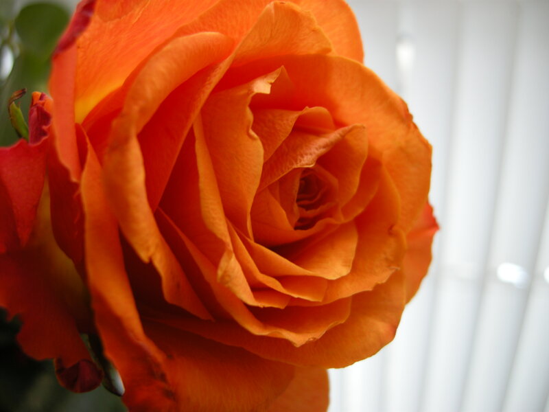 Orange Rose Flower — Calm, Photograph, Green Leaves, Window Blinds