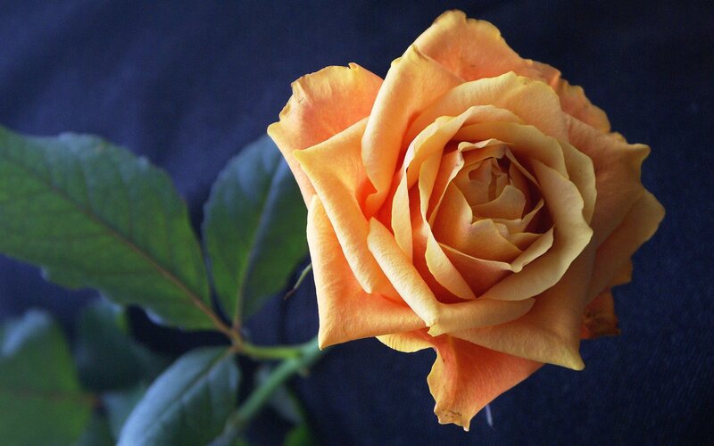 Orange Rose Flower — Calm, Photograph, Leaf, Stem