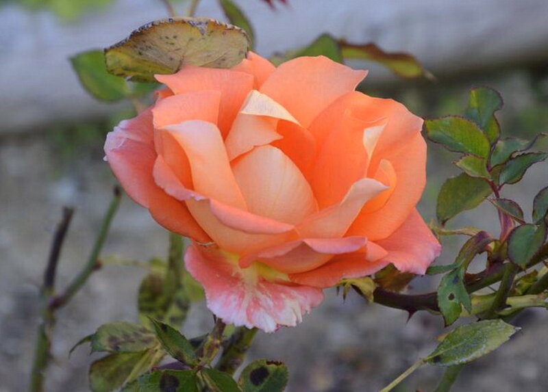 Orange Rose Flower — Calm, Photograph, Leaf