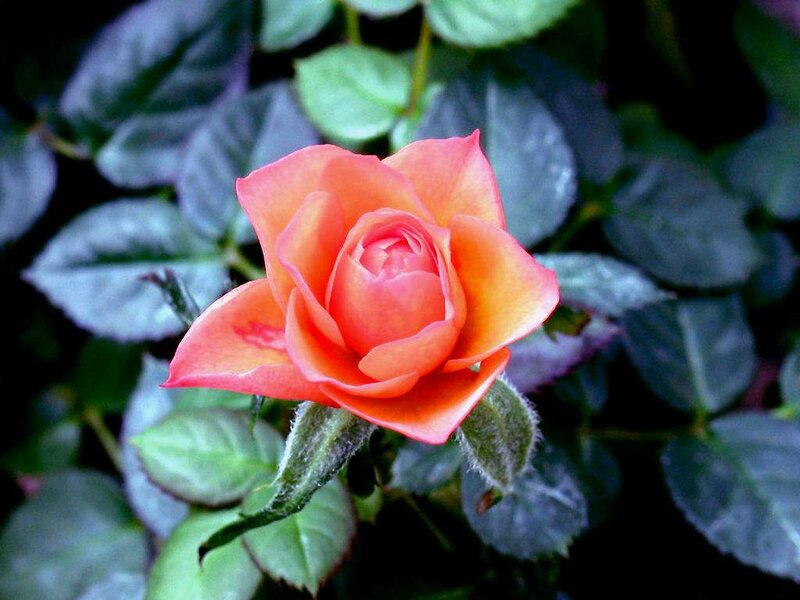Orange Rose Flower — Calm, Photograph, Leaves, Bud