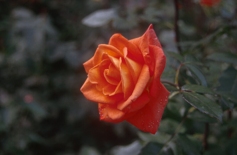 Orange Rose Flower — Calm, Photograph, Leaves, Stem, Green