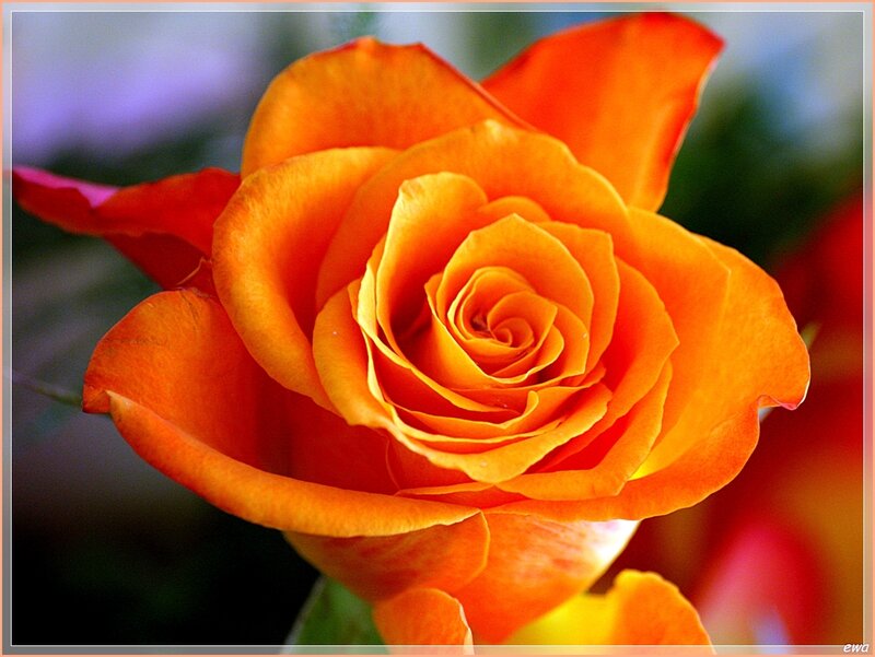 Orange Rose Flower — Calm, Photograph, Petals, Background