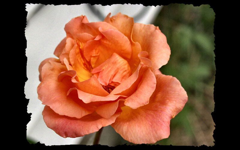 Orange Rose Flower — Calm, Photograph, Petals, Stem, Background