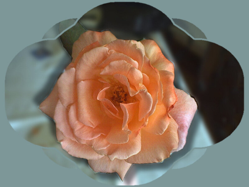 Orange Rose Flower — Calm, Photograph, Petals, Stem