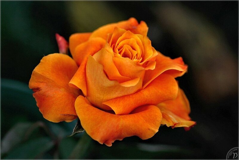 Orange Rose Flower — Calm, Photograph, Petals