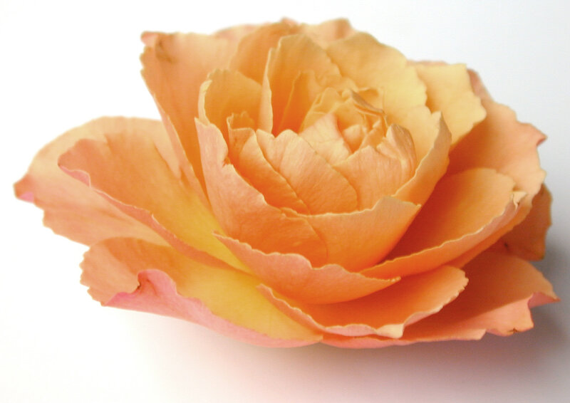Orange Rose Flower — Calm, Photograph, Petals, White Background
