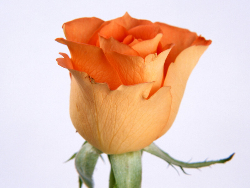Orange Rose Flower — Calm, Photograph, Stem, Petals