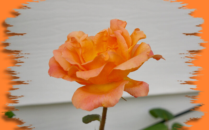 Orange Rose Flower — Calm, Photograph, Stem