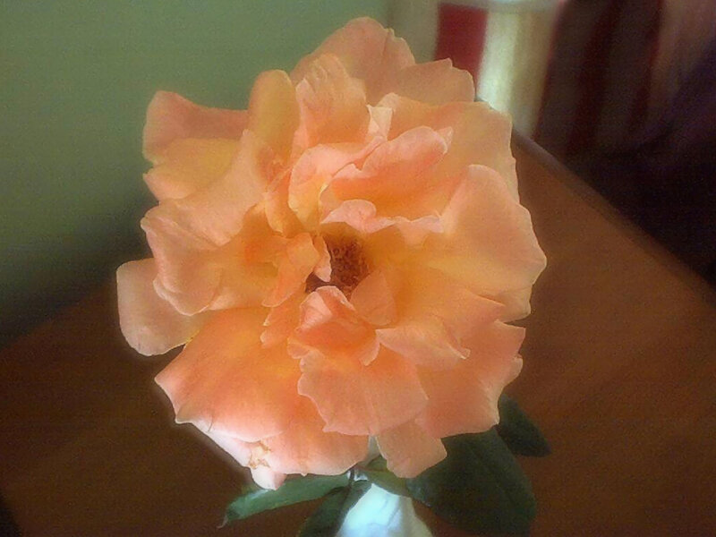 Orange Rose Flower — Calm, Photograph, Table