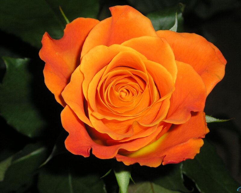 Orange Rose Flower — Calm, Photograph