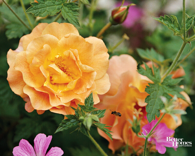 Orange Rose Flower — Calm, Summer