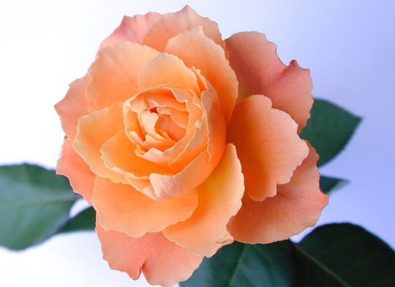 Orange Rose Flower — Calm