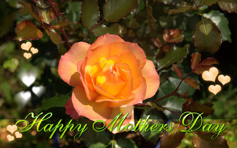 Orange Rose Flower — Celebratory