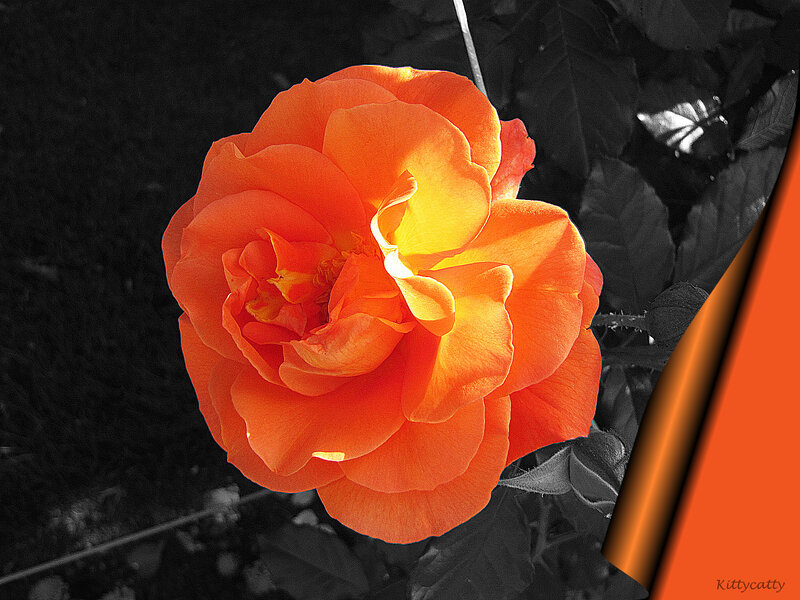 Orange Rose Flower — Dramatic, Afternoon, Photograph, Leaves