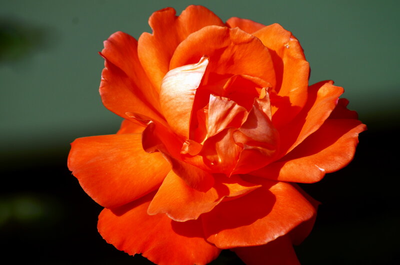 Orange Rose Flower — Dramatic, Afternoon, Photograph