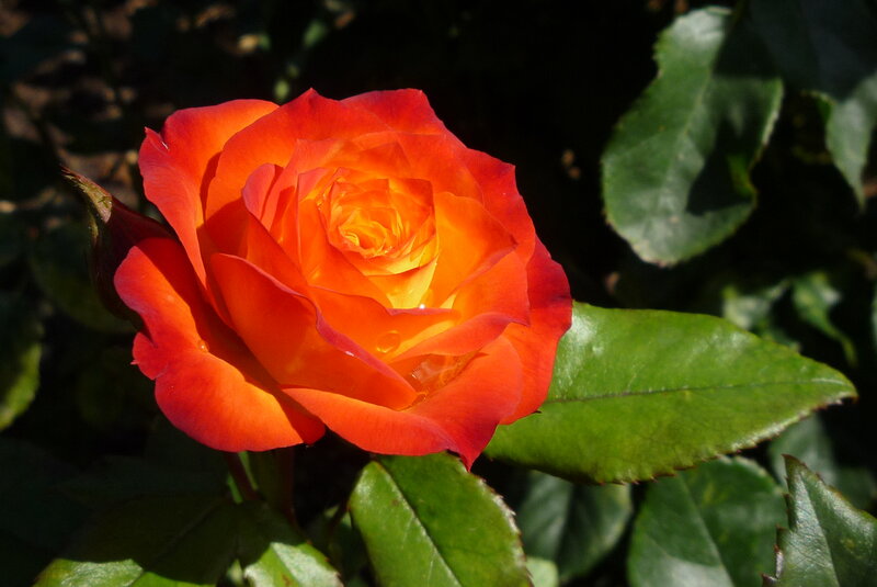 Orange Rose Flower — Dramatic, Afternoon