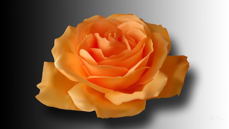 Orange Rose Flower — Dramatic, Digital Art, Shadow