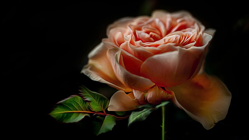 Orange Rose Flower — Dramatic, Digital Art