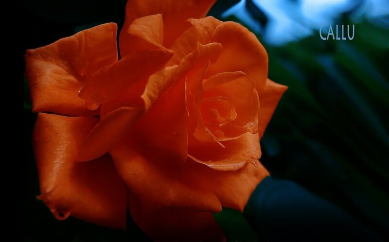 Orange Rose Flower — Dramatic, Night, Photograph, Petals