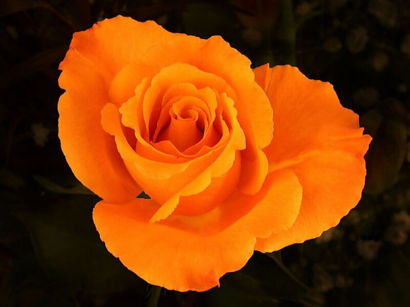 Orange Rose Flower — Dramatic, Night, Photograph