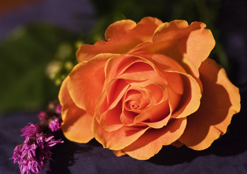 Orange Rose Flower — Dramatic, Night