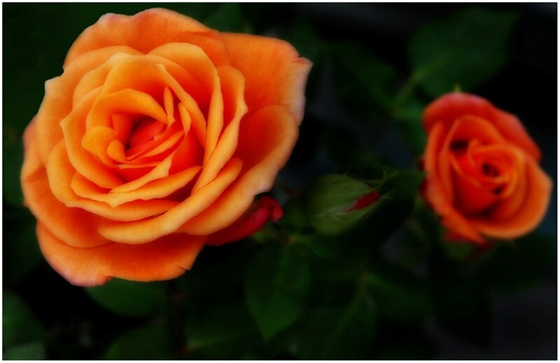 Orange Rose Flower — Dramatic, Photograph, Bud, Leaves