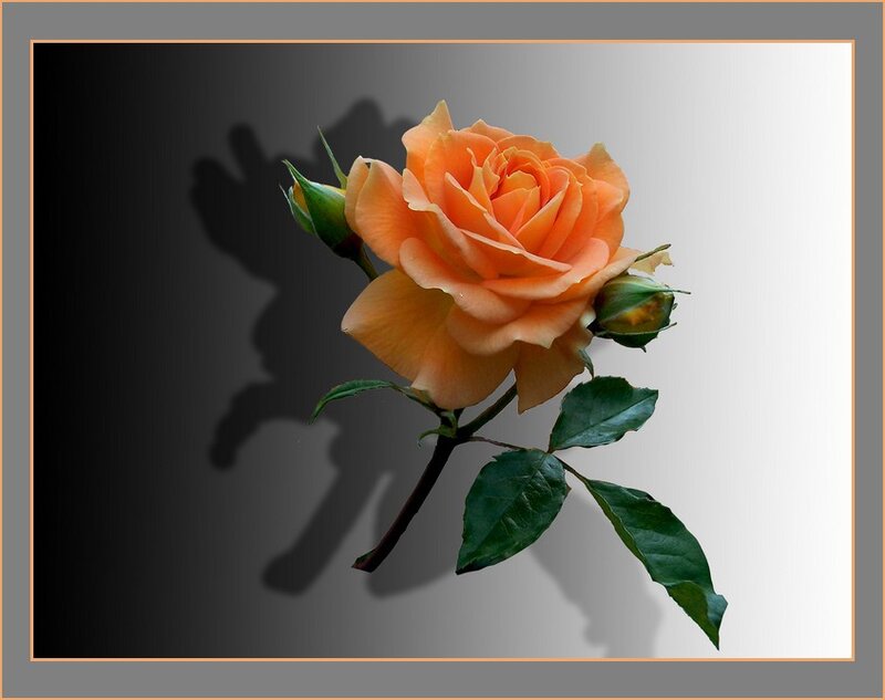 Orange Rose Flower — Dramatic, Photograph, Bud