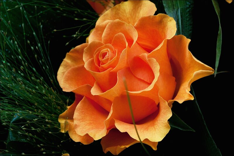 Orange Rose Flower — Dramatic, Photograph, Green Grass