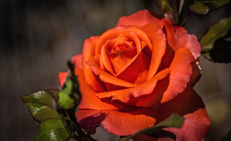 Orange Rose Flower — Dramatic, Photograph, Green Leaves, Bud