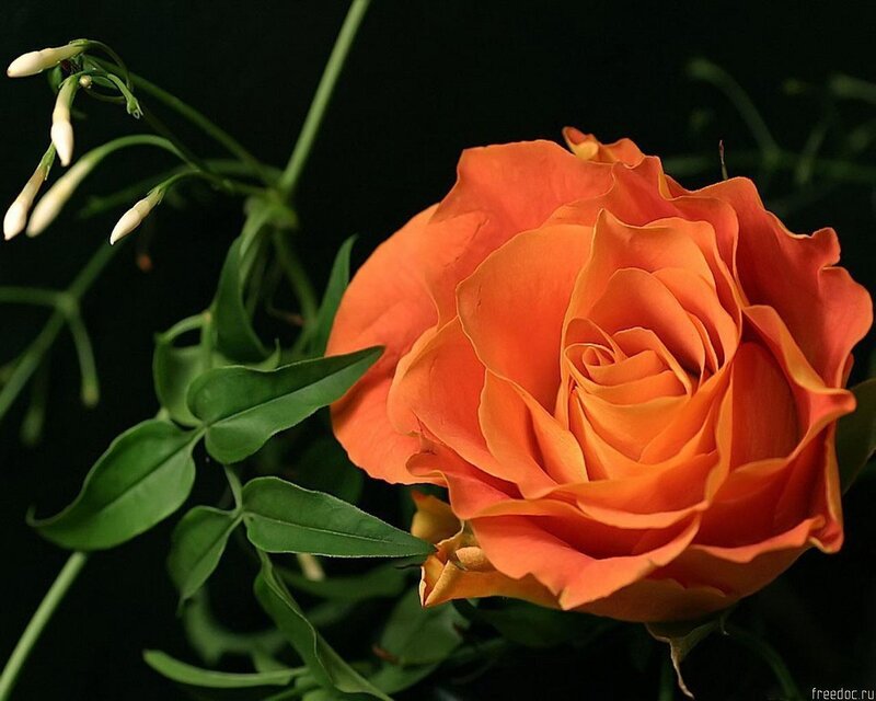 Orange Rose Flower — Dramatic, Photograph, Green Leaves