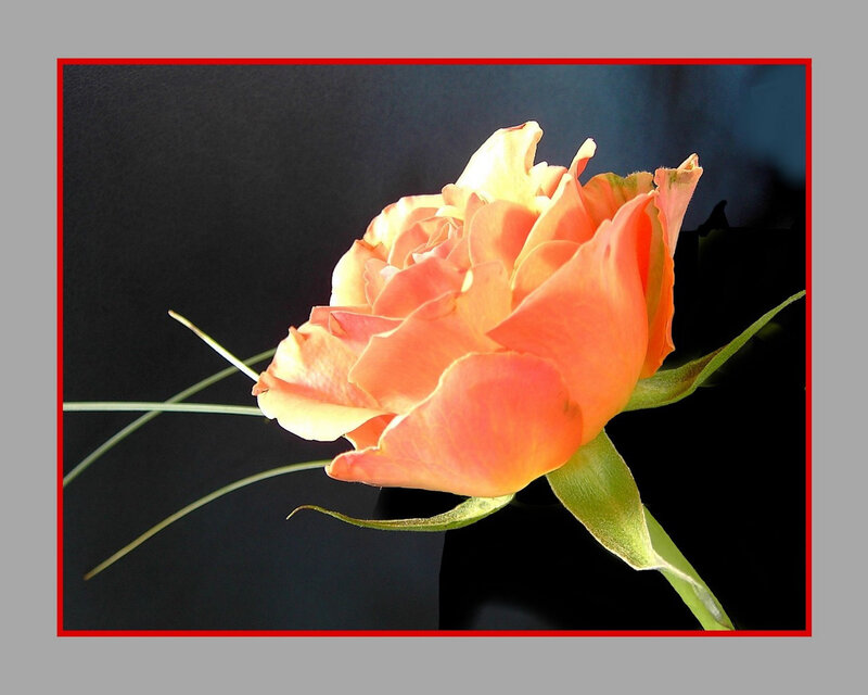 Orange Rose Flower — Dramatic, Photograph, Green Stem