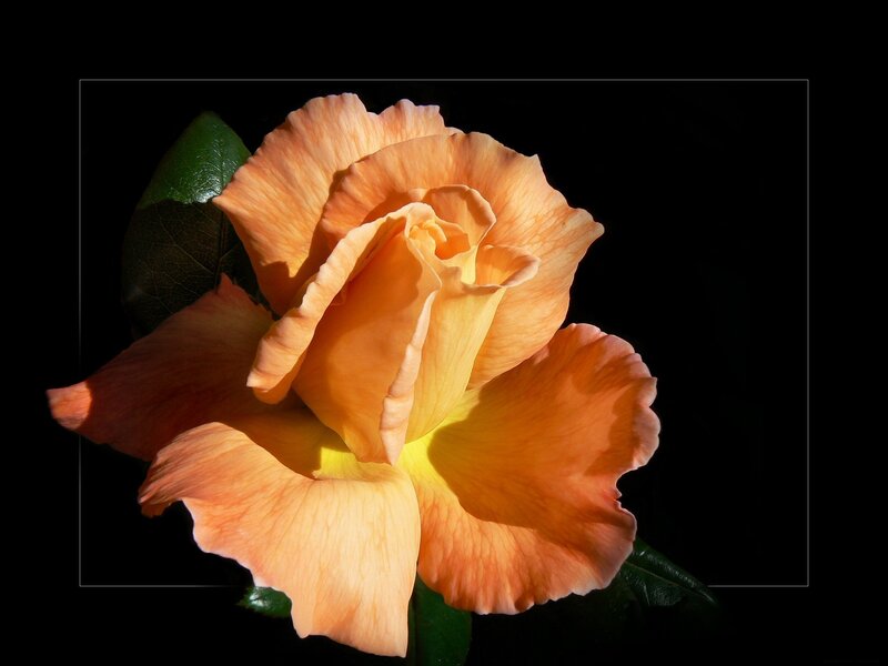 Orange Rose Flower — Dramatic, Photograph, Leaf