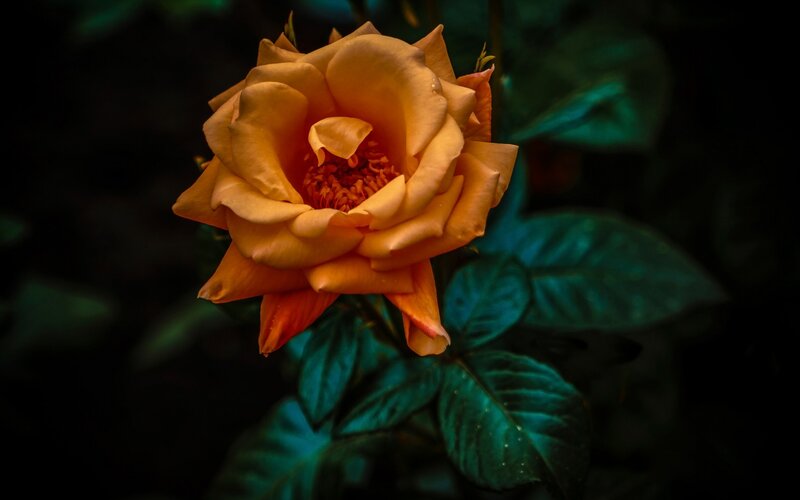 Orange Rose Flower — Dramatic, Photograph, Leaves