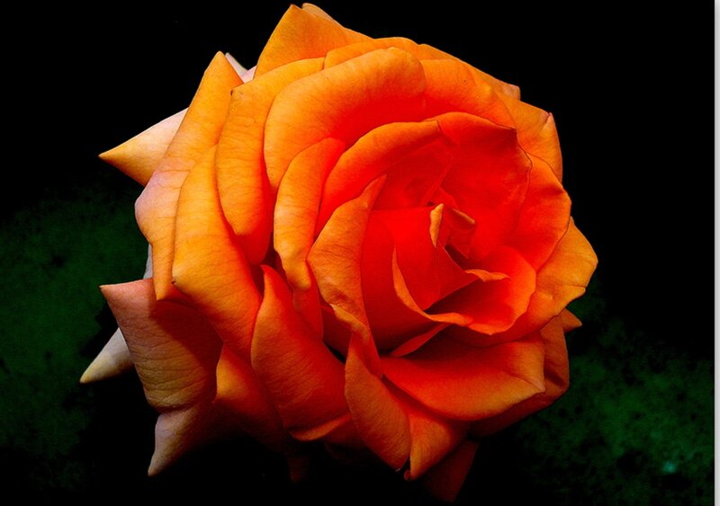 Orange Rose Flower — Dramatic, Photograph, Petals, Dark Background