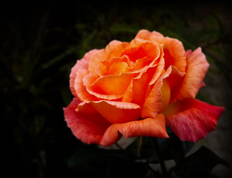 Orange Rose Flower — Dramatic, Photograph, Petals, Leaves