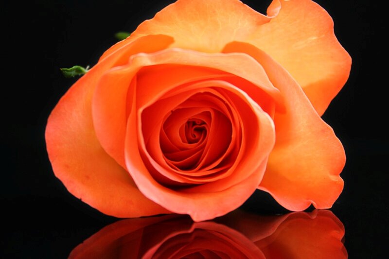 Orange Rose Flower — Dramatic, Photograph, Petals, Reflection