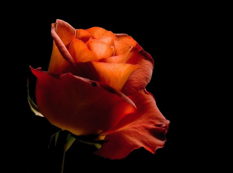 Orange Rose Flower — Dramatic, Photograph, Petals, Stem, Leaf