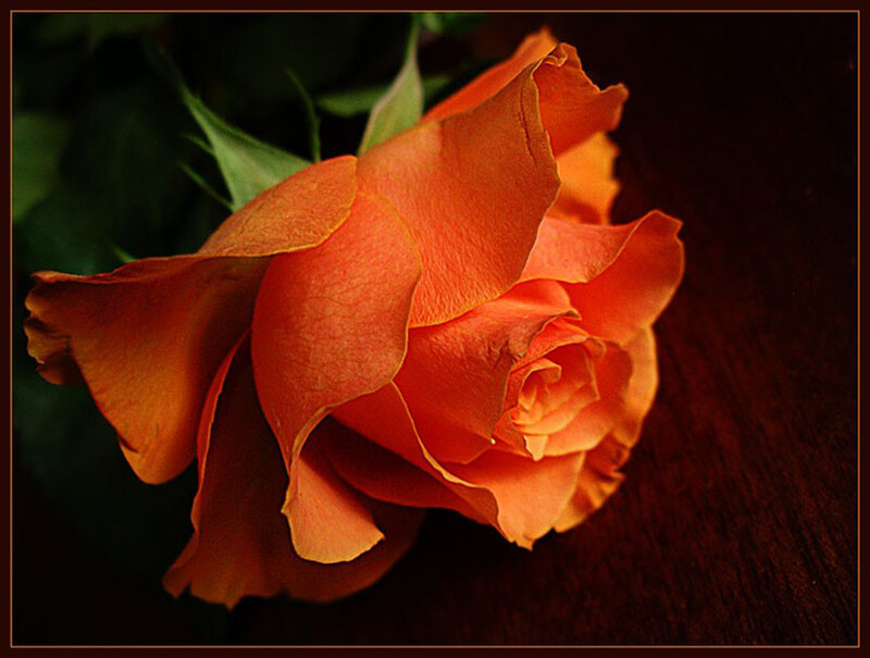 Orange Rose Flower — Dramatic, Photograph, Petals, Stem, Leaves