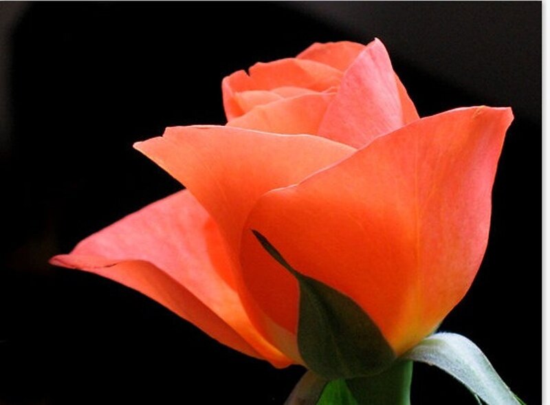 Orange Rose Flower — Dramatic, Photograph, Petals, Stem