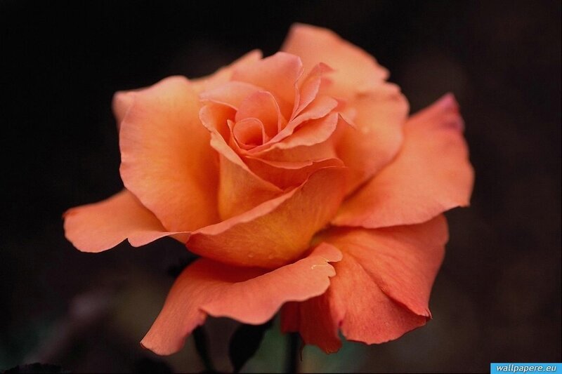 Orange Rose Flower — Dramatic, Photograph, Petals