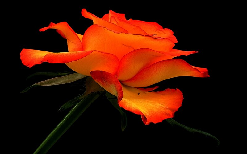 Orange Rose Flower — Dramatic, Photograph, Stem, Leaf, Black