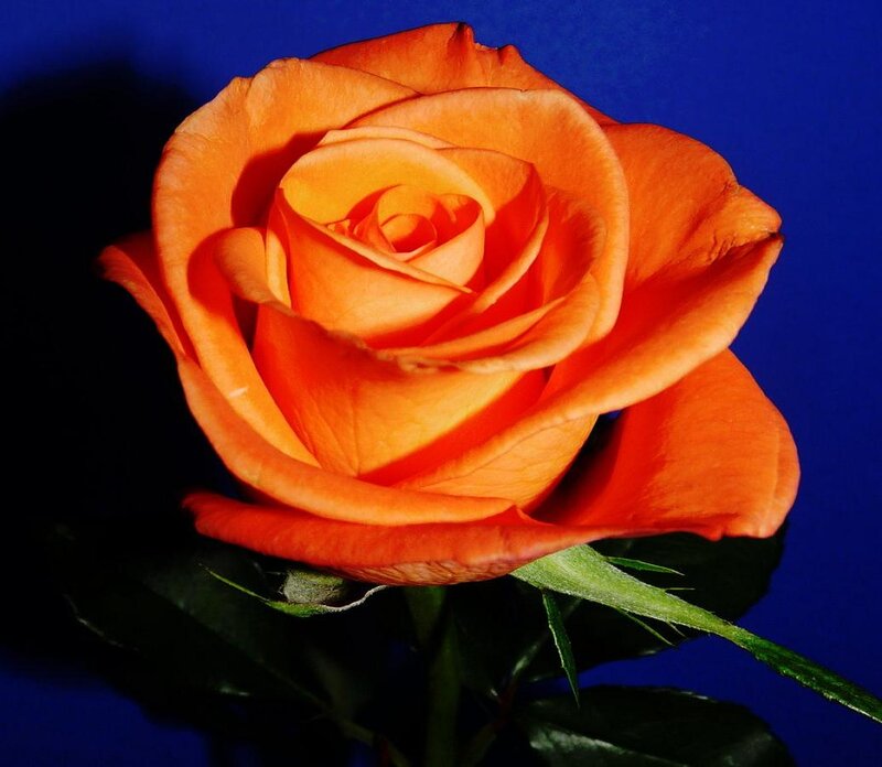 Orange Rose Flower — Dramatic, Photograph, Stem, Leaf, Blue Background