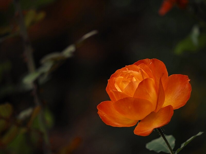 Orange Rose Flower — Dramatic, Photograph, Stem, Leaf, Bush