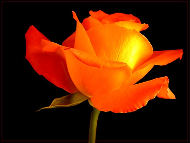 Orange Rose Flower — Dramatic, Photograph, Stem, Leaf