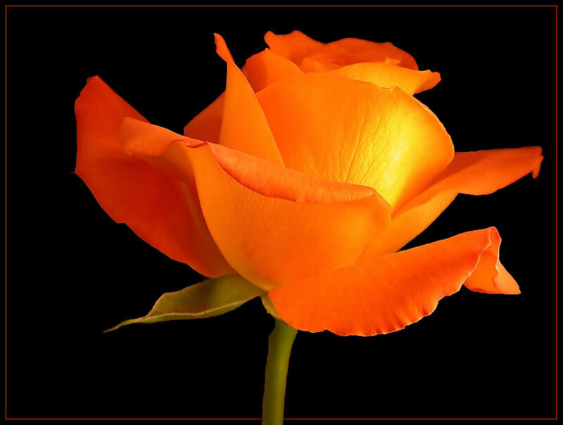 Orange Rose Flower — Dramatic, Photograph, Stem, Petals